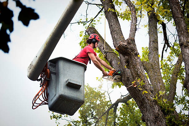 How Our Tree Care Process Works  in Veedersburg, IN